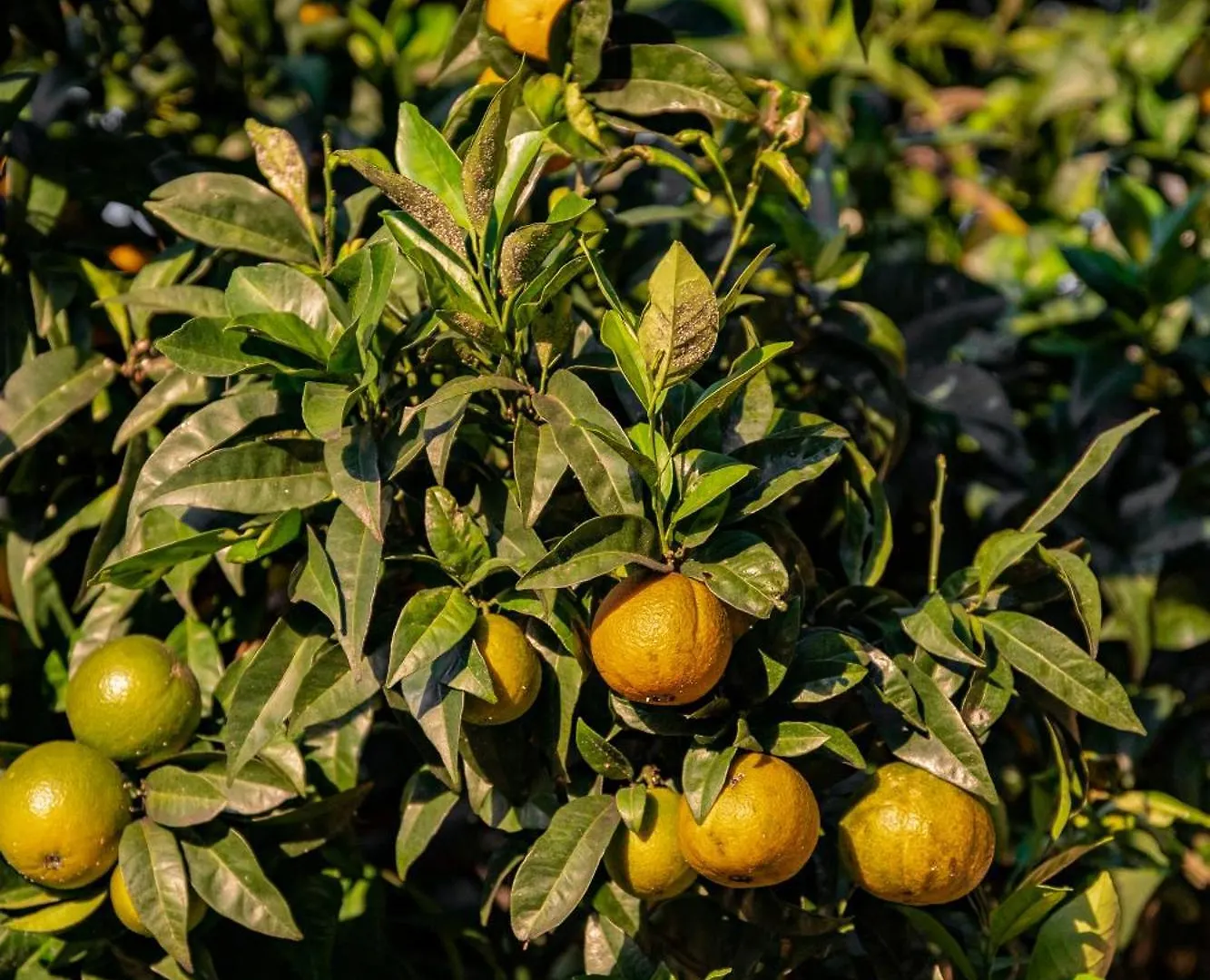 Tenuta Zamparina Montignoso Italy